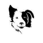 Border Collie: Tipos y los mejores productos para tu mascota